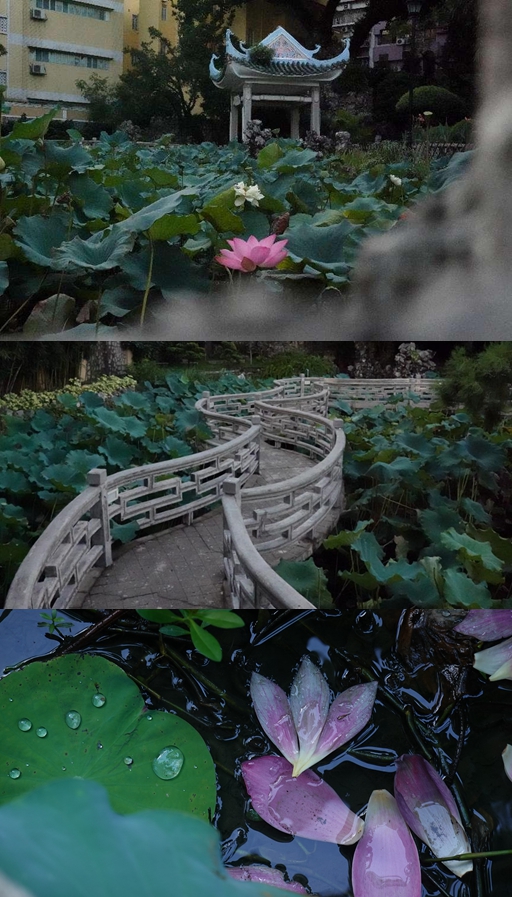 盧廉若公園。人民網(wǎng) 唐佳 攝