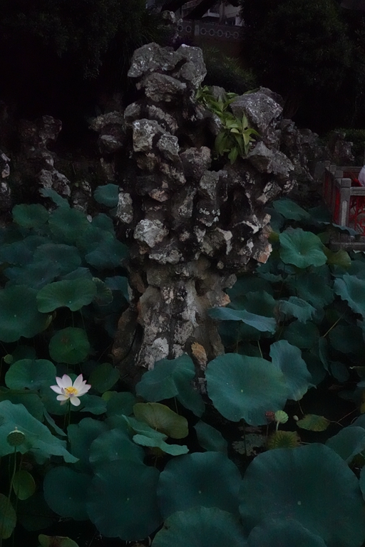 盧廉若公園的假山石。人民網(wǎng) 唐佳 攝