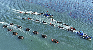 山東榮成：海帶收獲逾七成